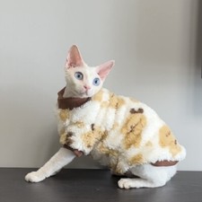 Hairless Cat Clothes,Sphinx