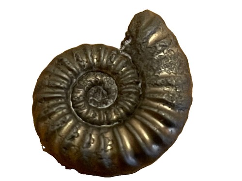 Golden pyrite ammonite fossil - golden,