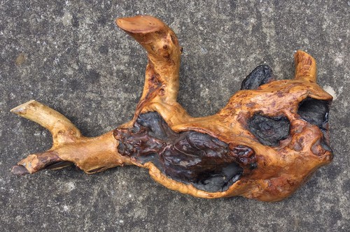 Vintage burl root - burl,