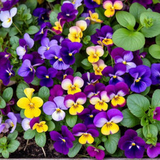 Viola Sorbet Mix Plants