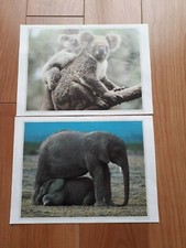 1970`s PAIR  OF PRINTS  KOALA