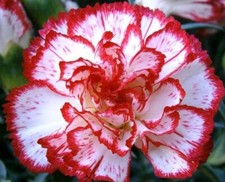 Carnation Dianthus caryophyllus Benigna white striped red 300 seeds+FREE LABEL 