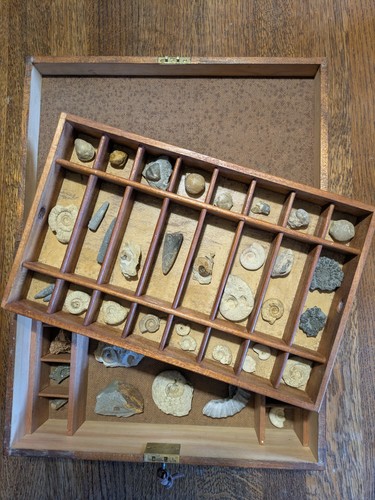Fossil collection antique - fossil, collection,