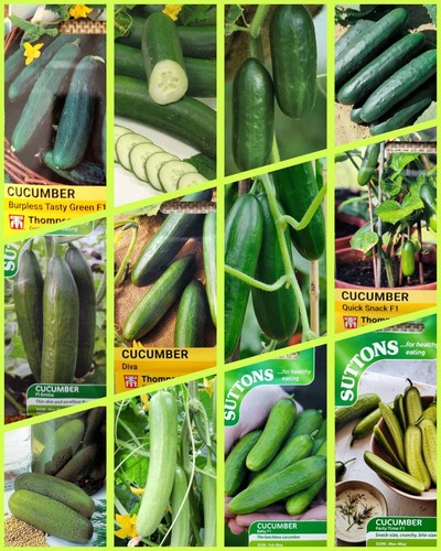 Cucumber seeds selection - cucumber,
