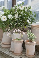 Bergs Potter Raw Rose Tall