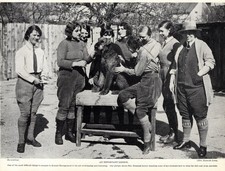 1930s Vintage Airedale Print