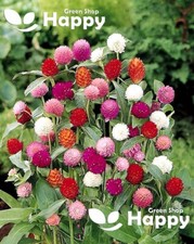 GLOBE AMARANTH TALL MIX - Gomphrena globosa - 120 SEEDS - Annual Cut Flower