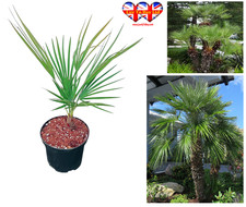 Palm Tree,Dwarf Fan Palm(Chamaerops humilis) Hardy Patio Palm Live Plant 30–50cm