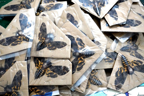 Death head moth - head, dried