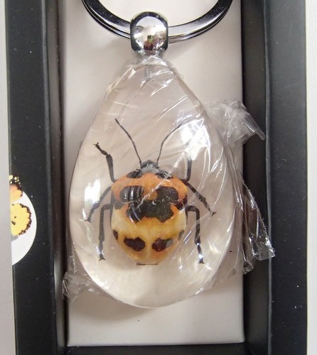 Genuine insect bugs keyring - bugs,