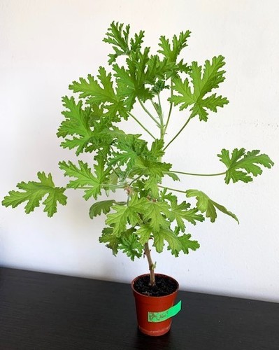Pelargonium westerlund - pelargonium, dr