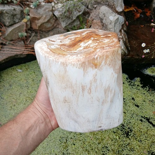 Petrified fossil wood specimen - petrified,