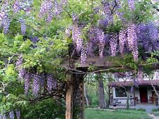 Wisteria Sinensis 6 Seeds, Fragrant Hardy Chinese Climber Vine Bonsai Tree
