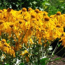 Helenium Hoopesii, Perennial