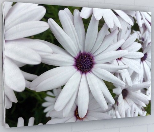 Stunning white daisy flower - stunning,