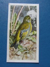 Brooke Bond original 1957 tea-card "Bird Portraits", No.10  "Greenfinch".