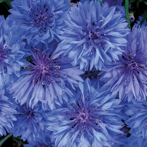Centaurea goliath blue - centaurea,