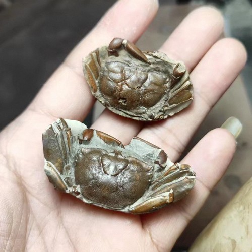 2pc natural crab fossil - 2pc,