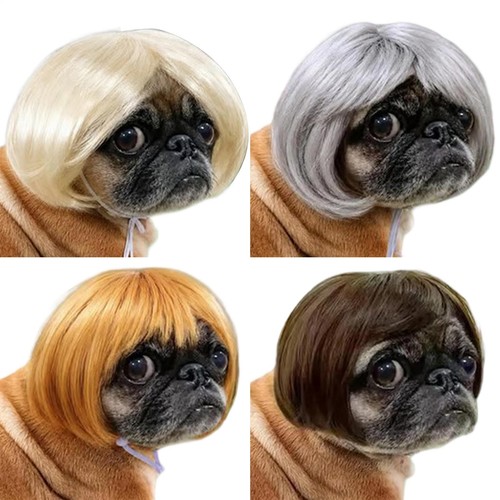 Pet wig small - wig, dog