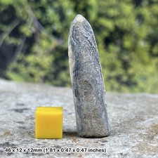 Norfolk Belemnite, Cretaceous