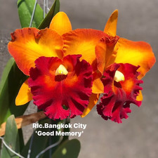 Rare Cattleya / Rlc. Bangkok