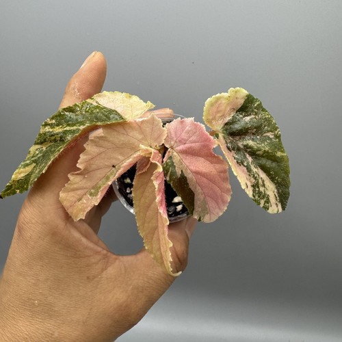 Begonia ginny galaxy - , #2