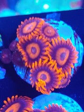 orange oxide zoa on plug Frag  marin  coral.