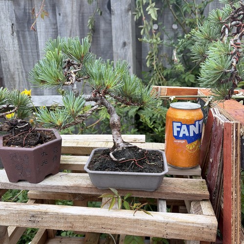 Japanese white pine bonsai - japanese,