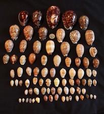 80 piece Cowrie selection HALF PRICE !!
