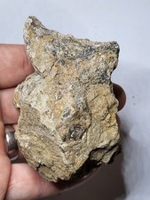 Triceratops Dinosaur Fossil