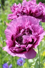 2 Litre Papaver (Oriental