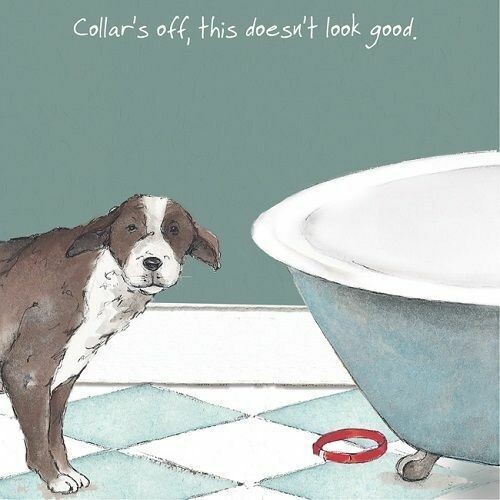 Little dog laughed - laughed, card