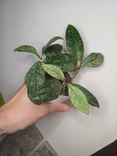 Hoya crassipetiolata splash - crassipetiolata,