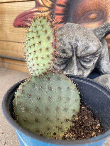 Purple prickly pear santa - prickly,