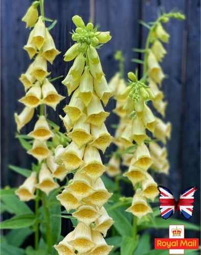 Foxglove 100 seeds - 100,