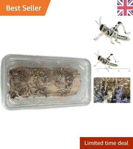 All life stages - life, reptile