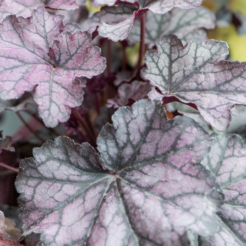 Heuchera coral bells - heuchera,