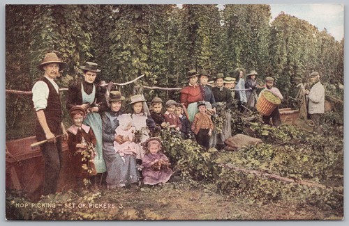 Hop picking set - hop,