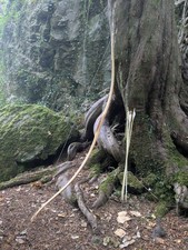 Goblin - 64" Yew Horse Bow Longbow with Birch Bark Backing. String and 3 Arrows