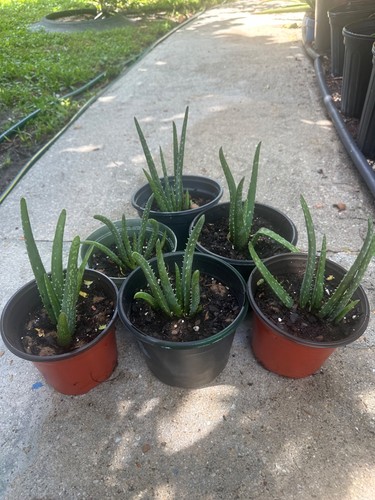 Live aloe vera succulent plant - live,