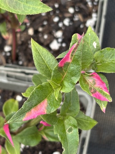 Alternanthera party time - alternanthera,
