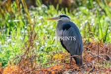 Heron At Bushy Park London