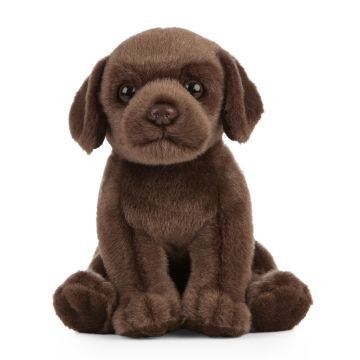 Chocolate labrador puppy - chocolate, dog