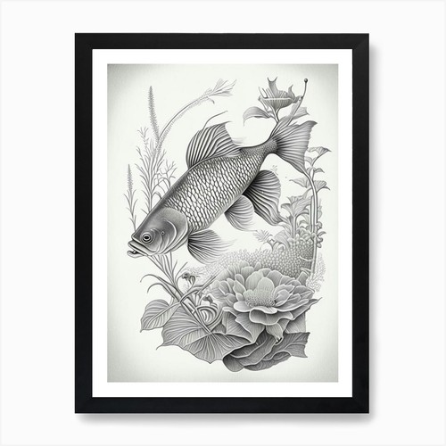 Tancho koi fish haeckel - fish,