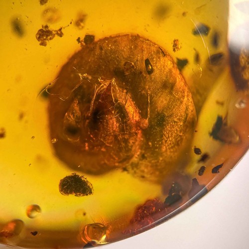 Snail burmese burmite - snail, in