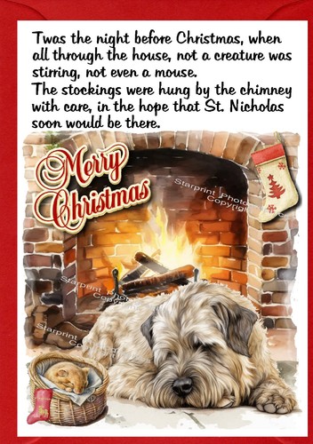 Soft coated wheaten terrier - wheaten,