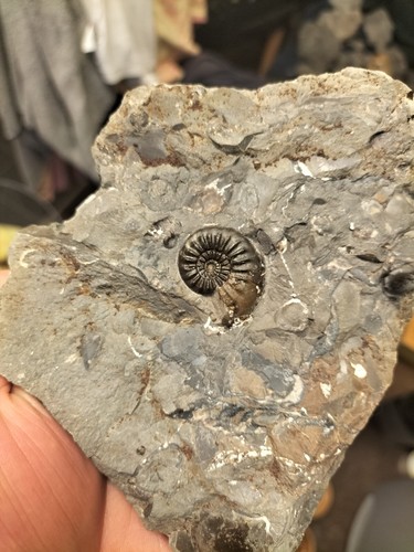 Stunning rare amaltheus - stunning,