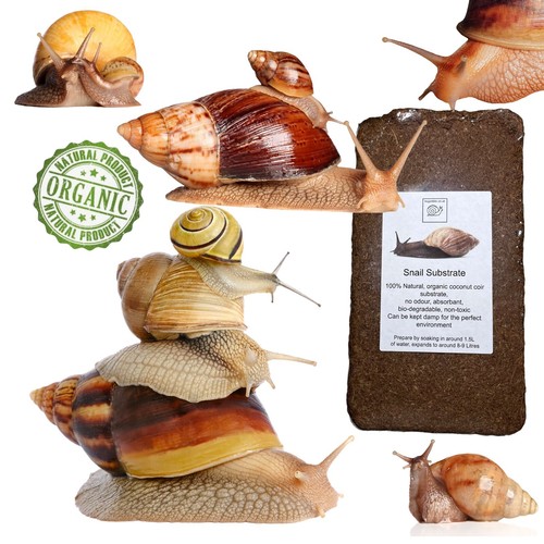 Giant african land snail - african,