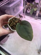 Anthurium Carla X Pap- Rare