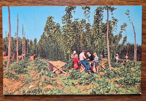 Hop picking children kent - picking,,